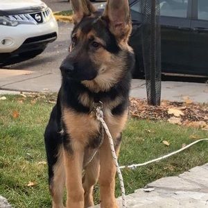 Meet your Posher, Fuad